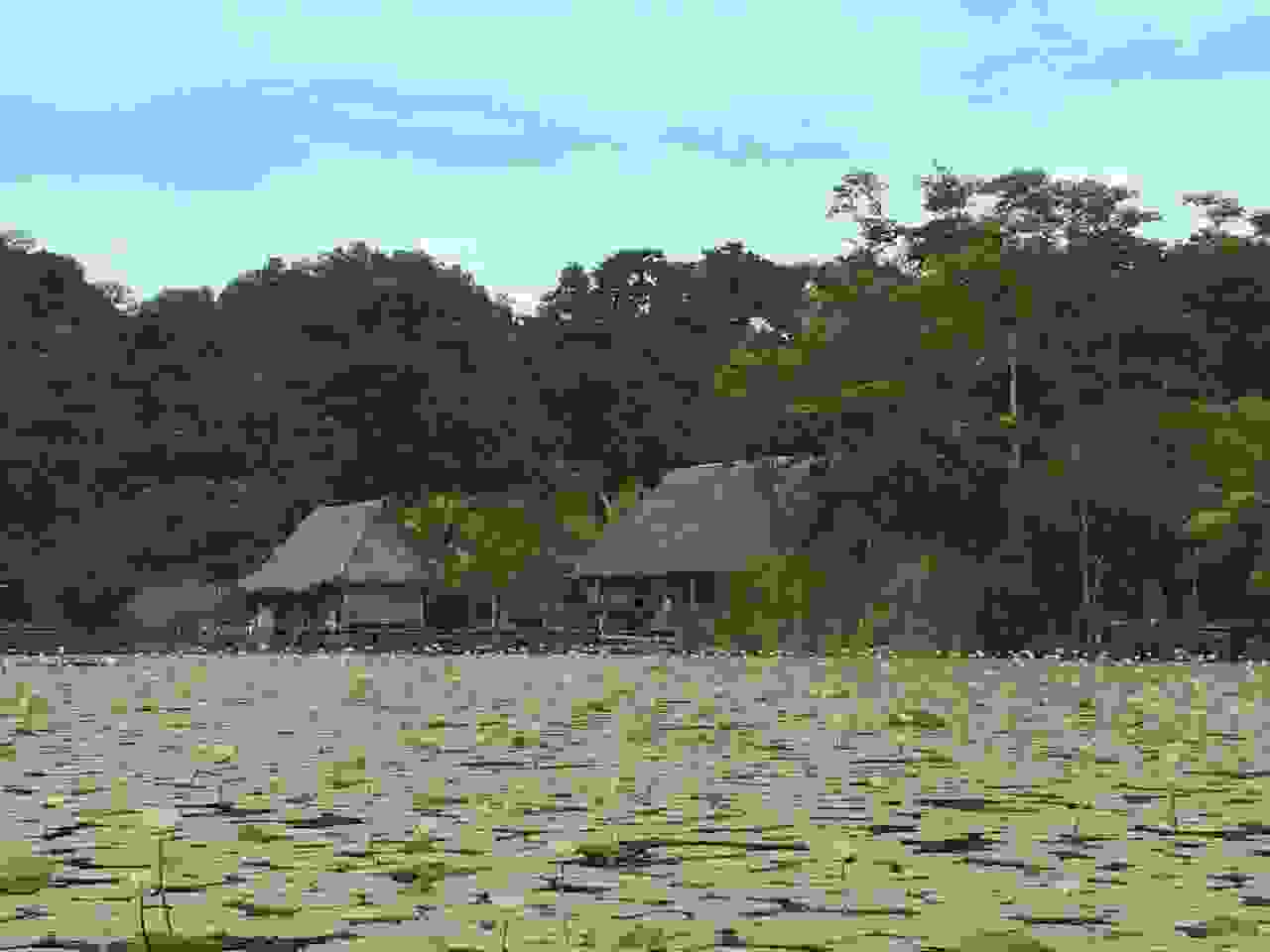 Lilypads on Lake Izabal