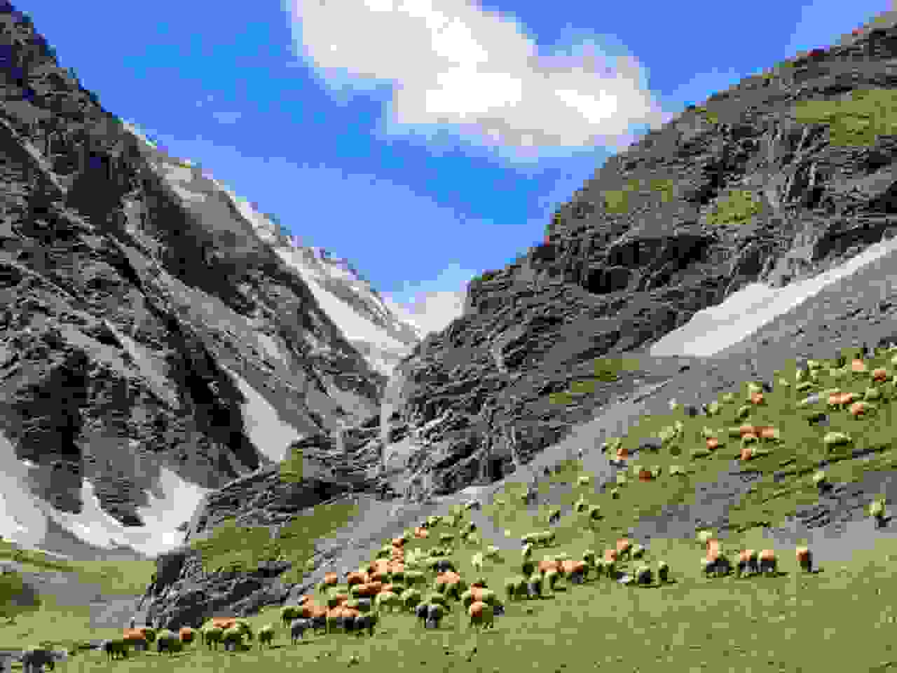 Khinalug mountains and sheep