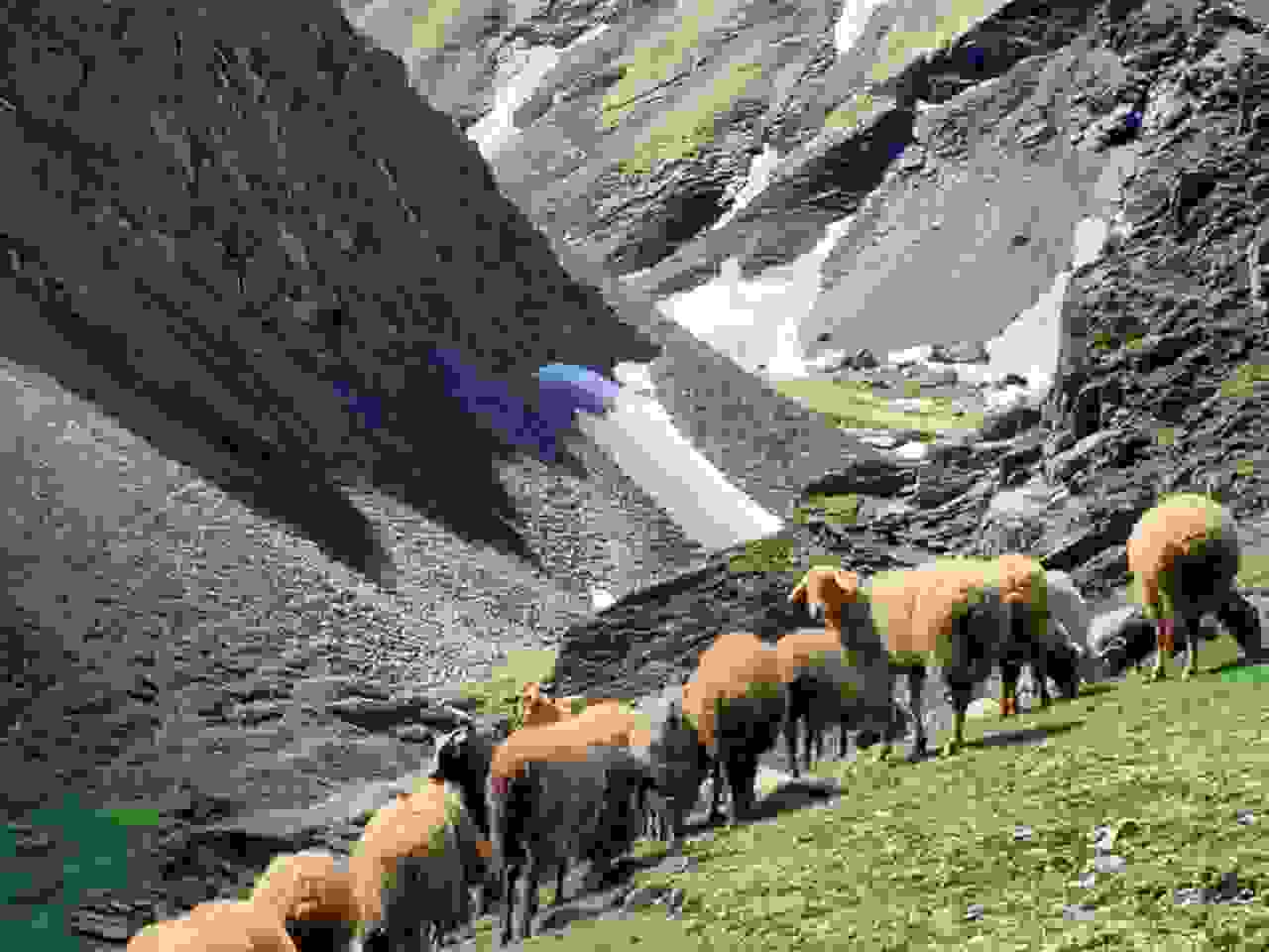 Khinalug sheep flock