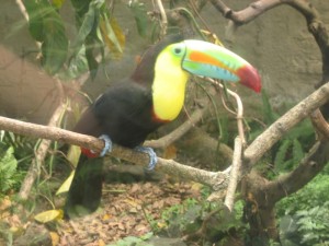 Zoo resident, Colombia