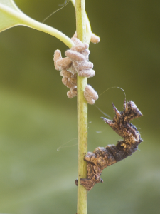 Not like a caterpillar is THAT great a bodyguard, but still.