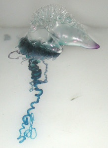 Portuguese Man o' War