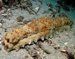 It could have been cooler if they had called it a sea caterpillar.
