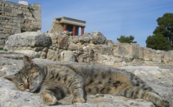 Kitty on his throne at Knossos, Crete.