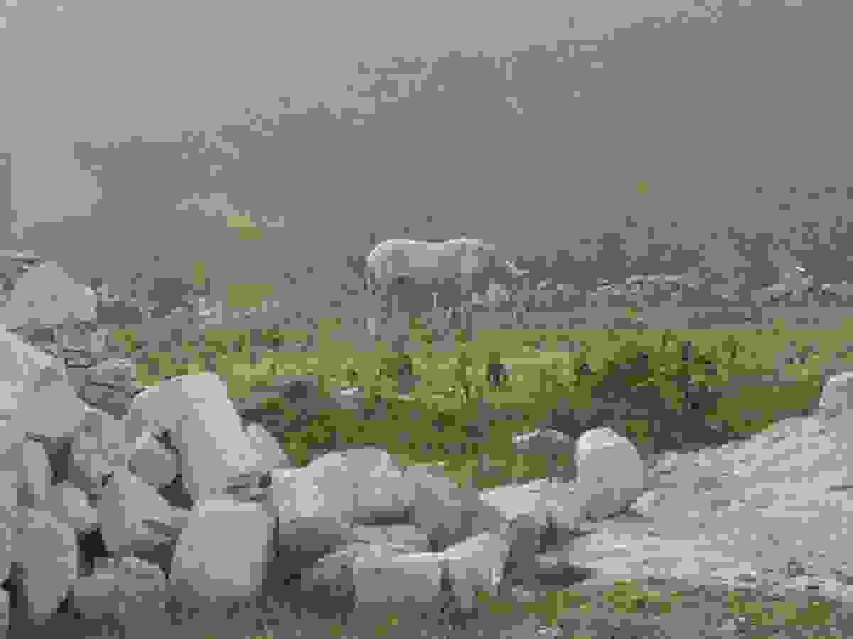 Horse, Orheiul Vechi, Moldova