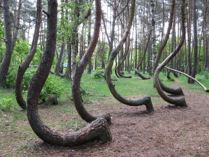 Crooked Forest, Krzywy Las, Poland
