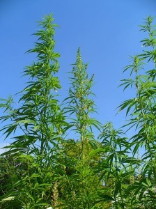 Hemp plants growing