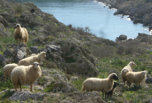 Sheep in Greece in winter