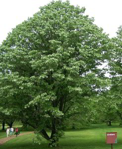 Linden lime tree