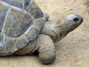 Slow tortoise