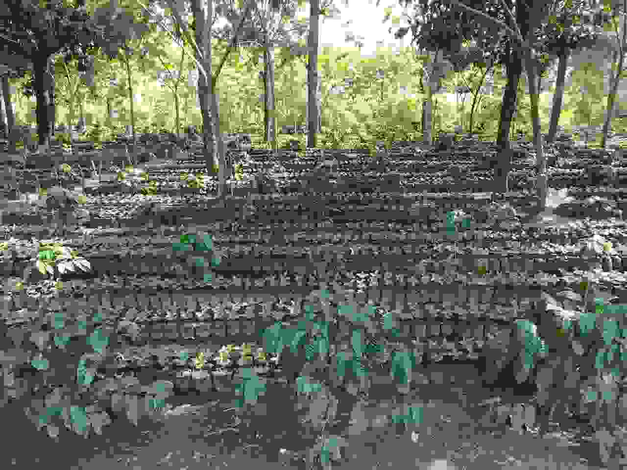 Baby coffee plant nursery