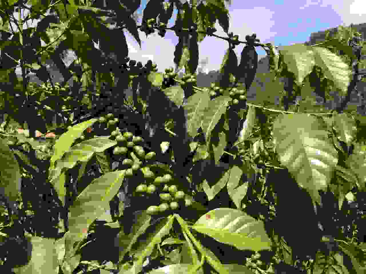 Coffee plant