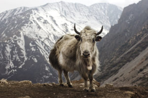 Majestic Yak